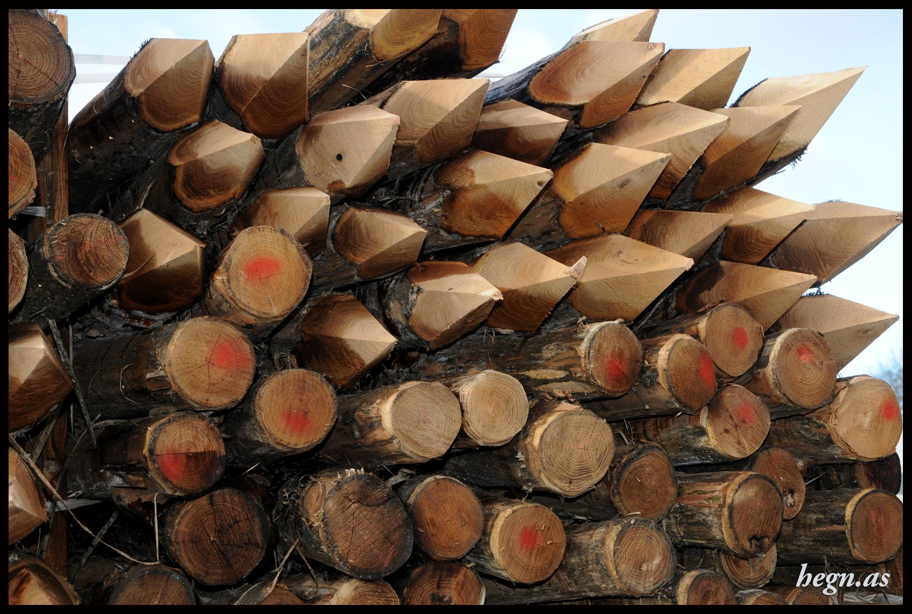 Hel pæl i robinie uden bark Ø10-12