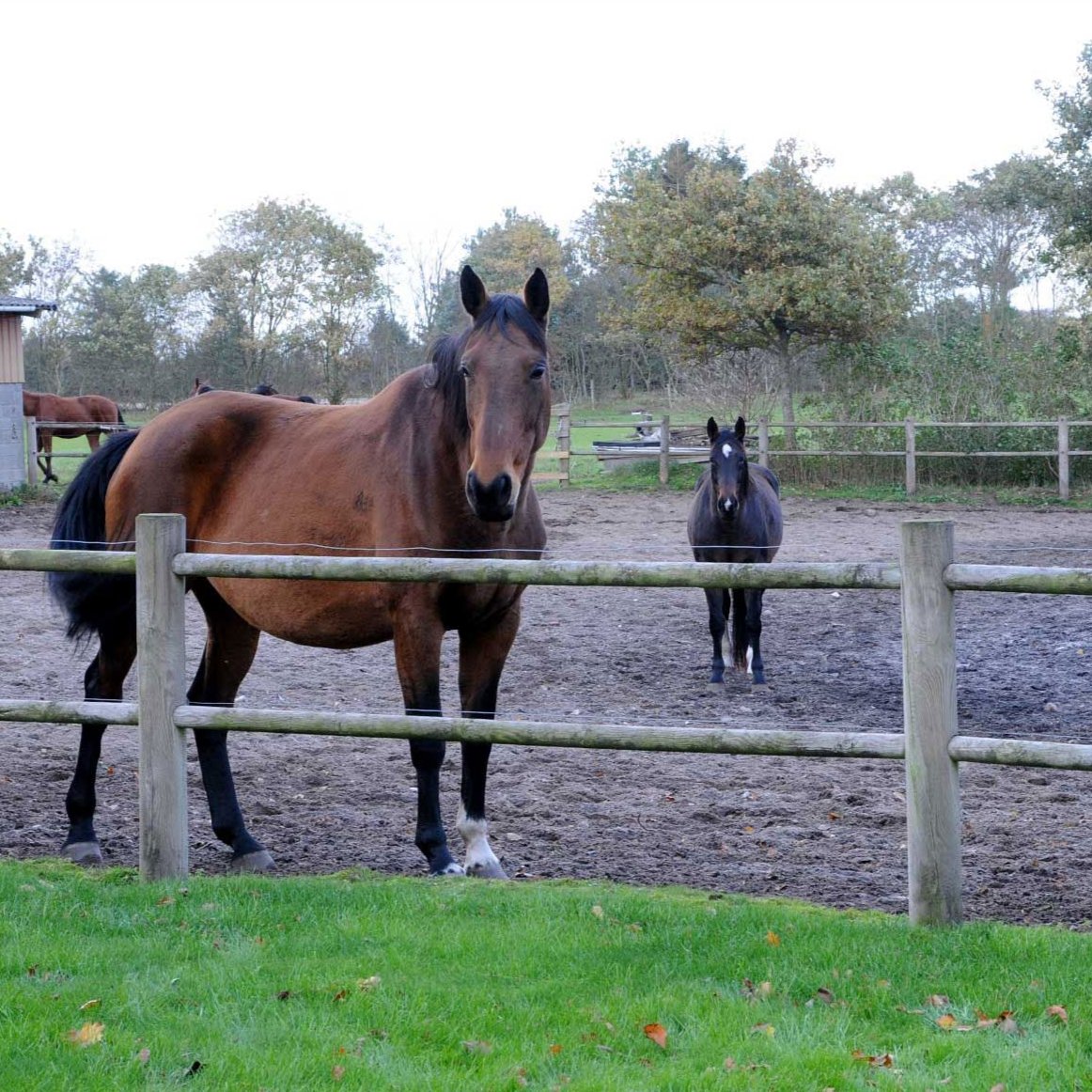 Trykimprægneret hestehegn