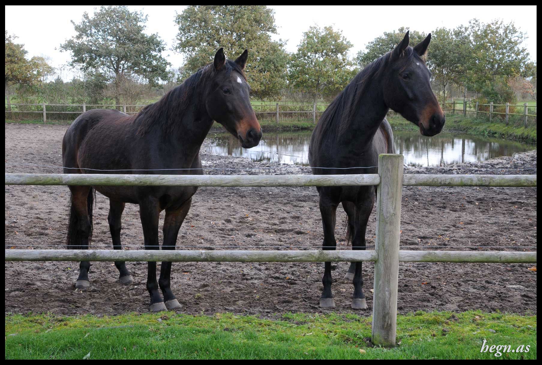 Heste hegn