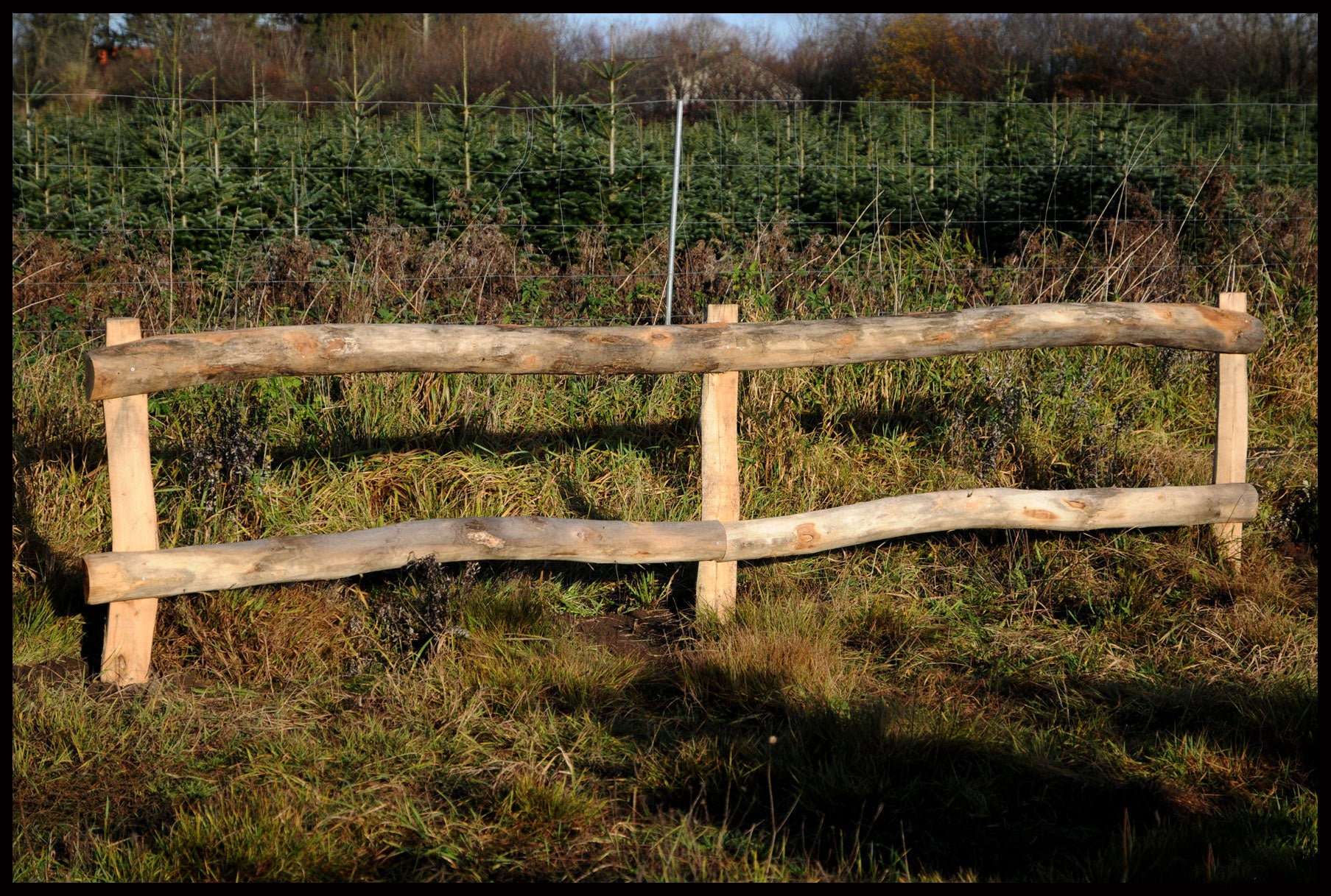 Heste hegn i robinie