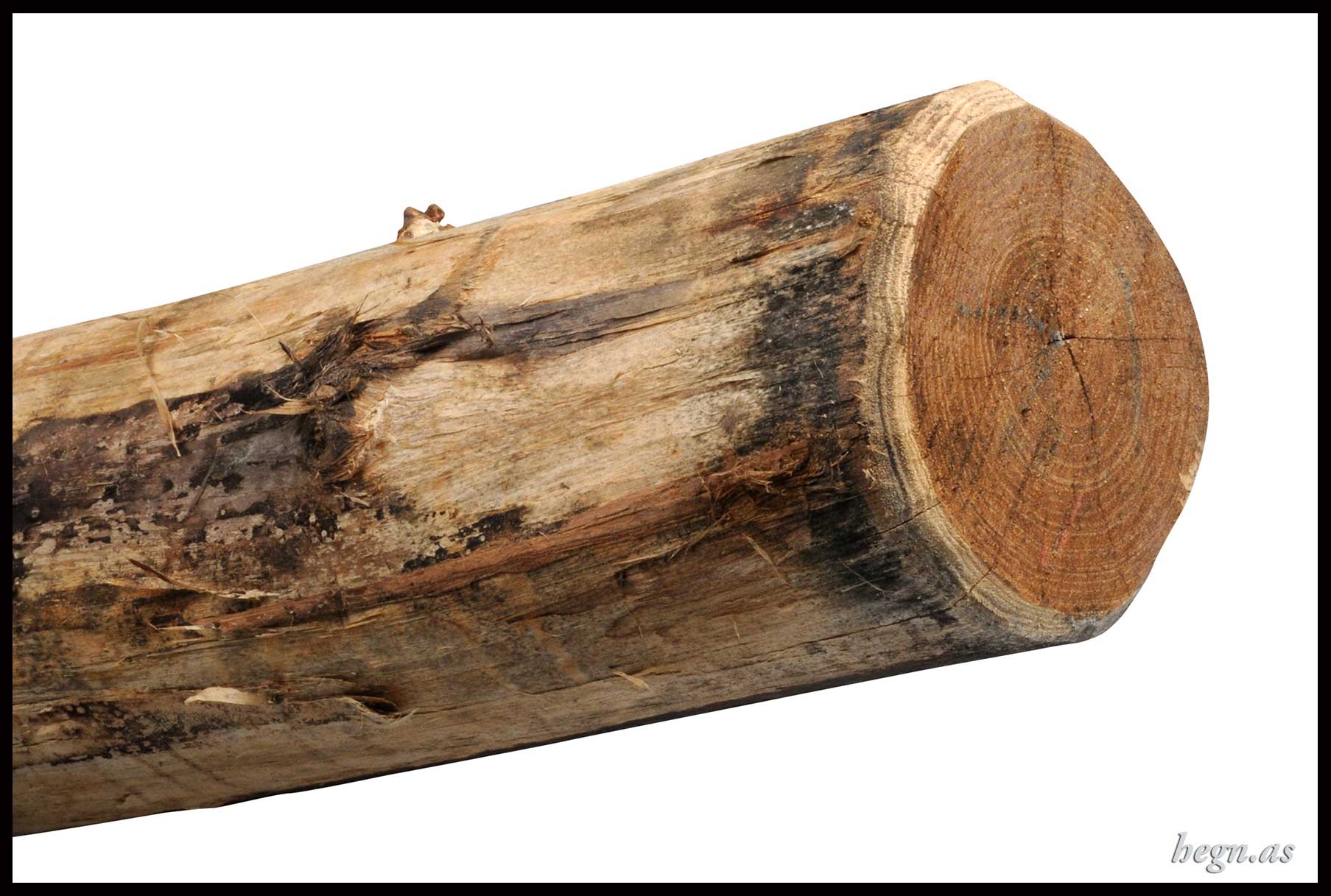 Robinie hegnspæl Ø10-12