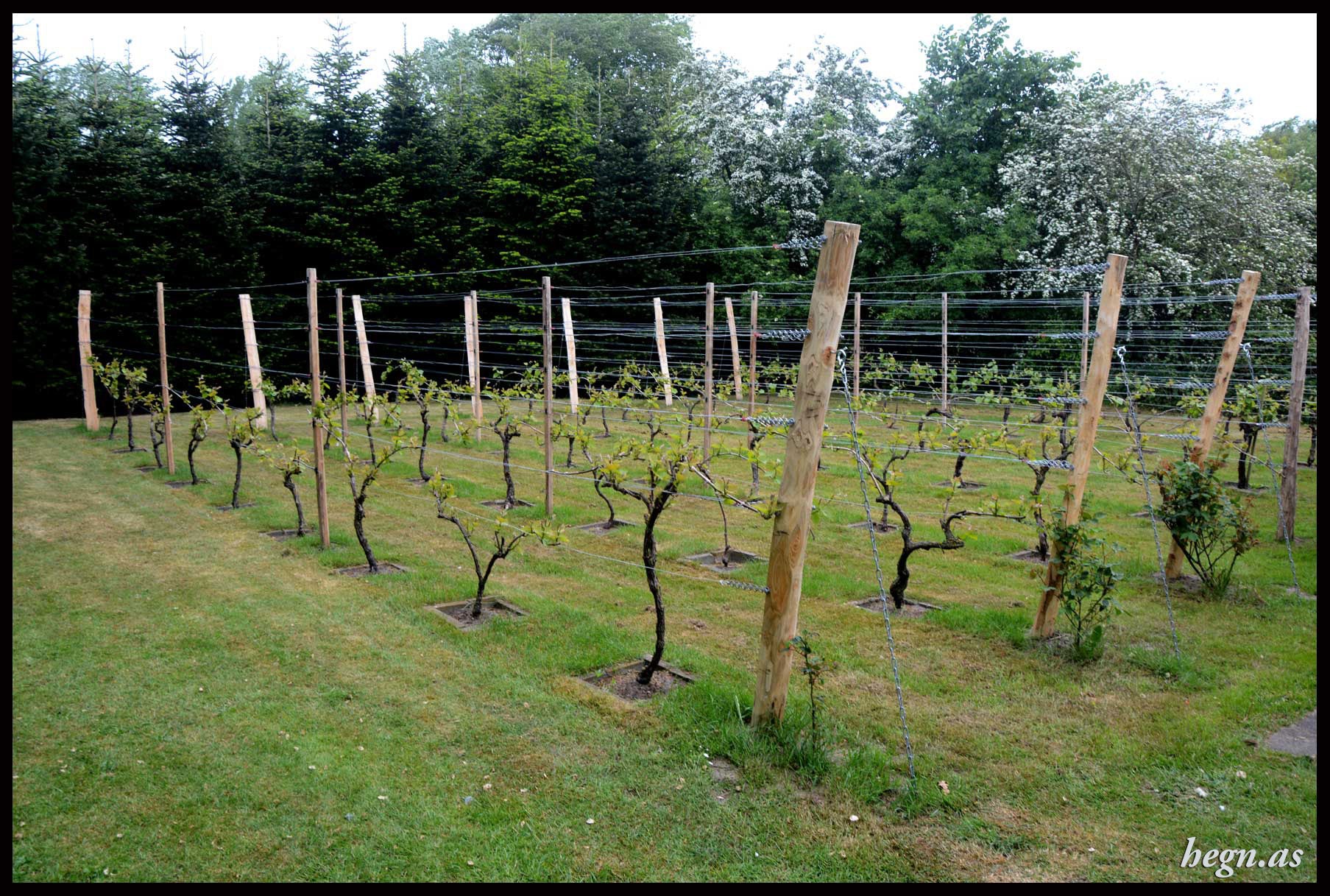 Stok til vin ranke i robinie