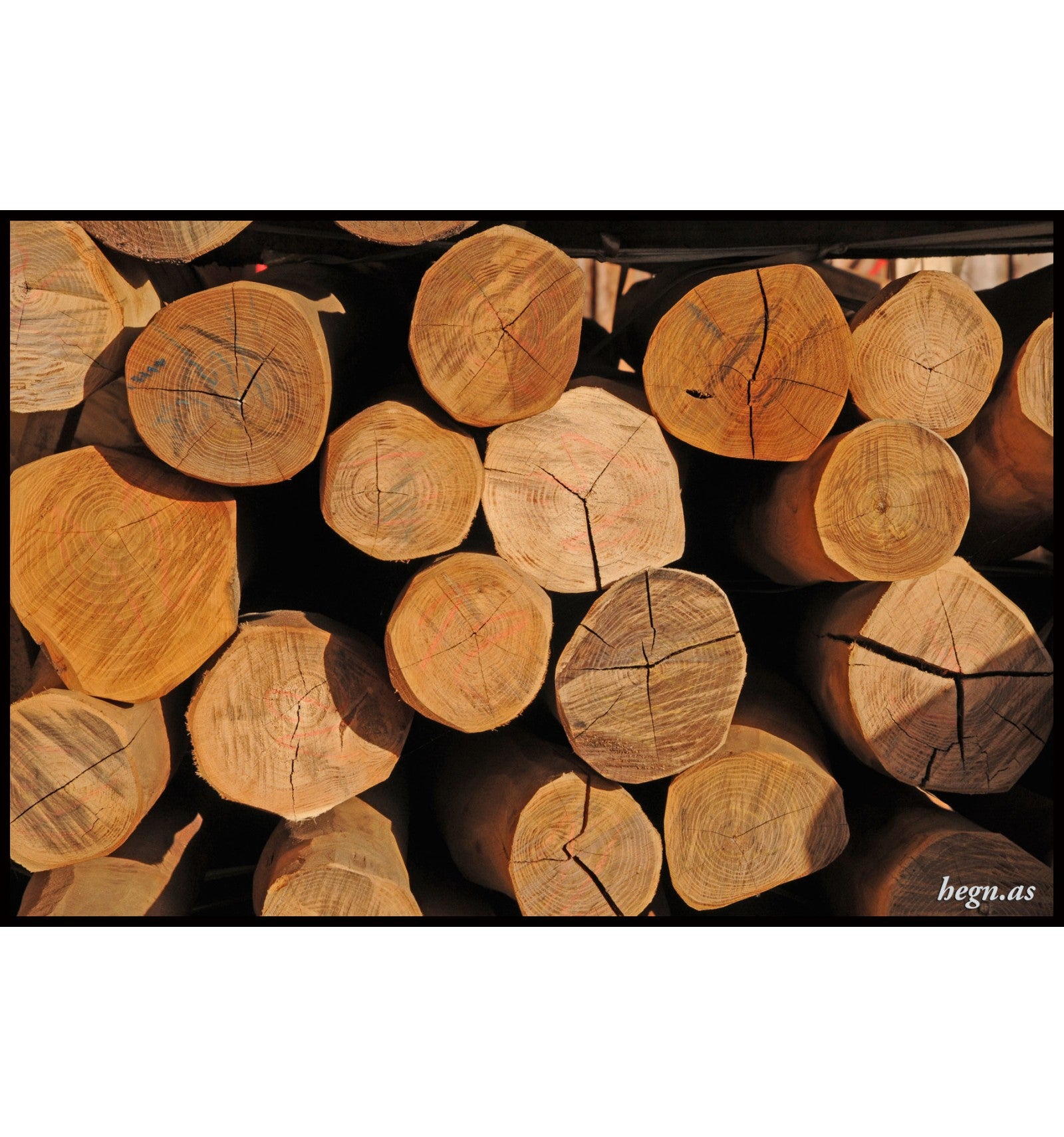 Robinie natur stolpe